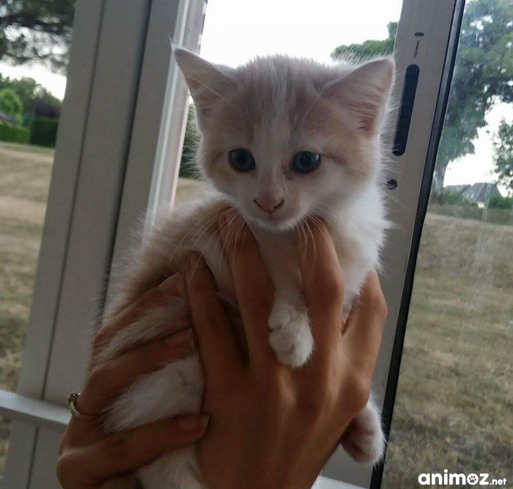 Donne chaton femelle Vienne (86) GRATUIT sur