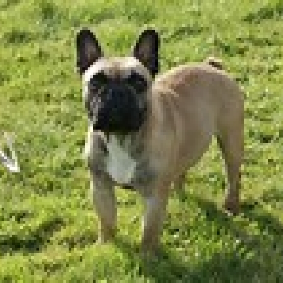 Donne Bouledogue Francais Cote D Or 21 Gratuit Sur Animoz Net