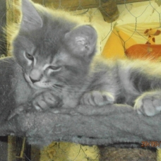 Image pour l'annonce chatons maine coon non loof