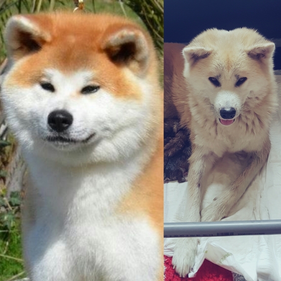 Image pour l'annonce Akita inu loof