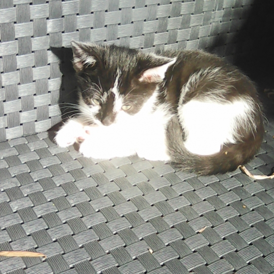 Chat sexe thonon les bains