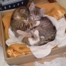 Image pour l'annonce 2 chatons à donner