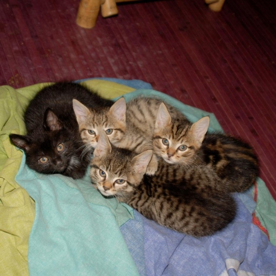 Image pour l'annonce Donne 4 chatons