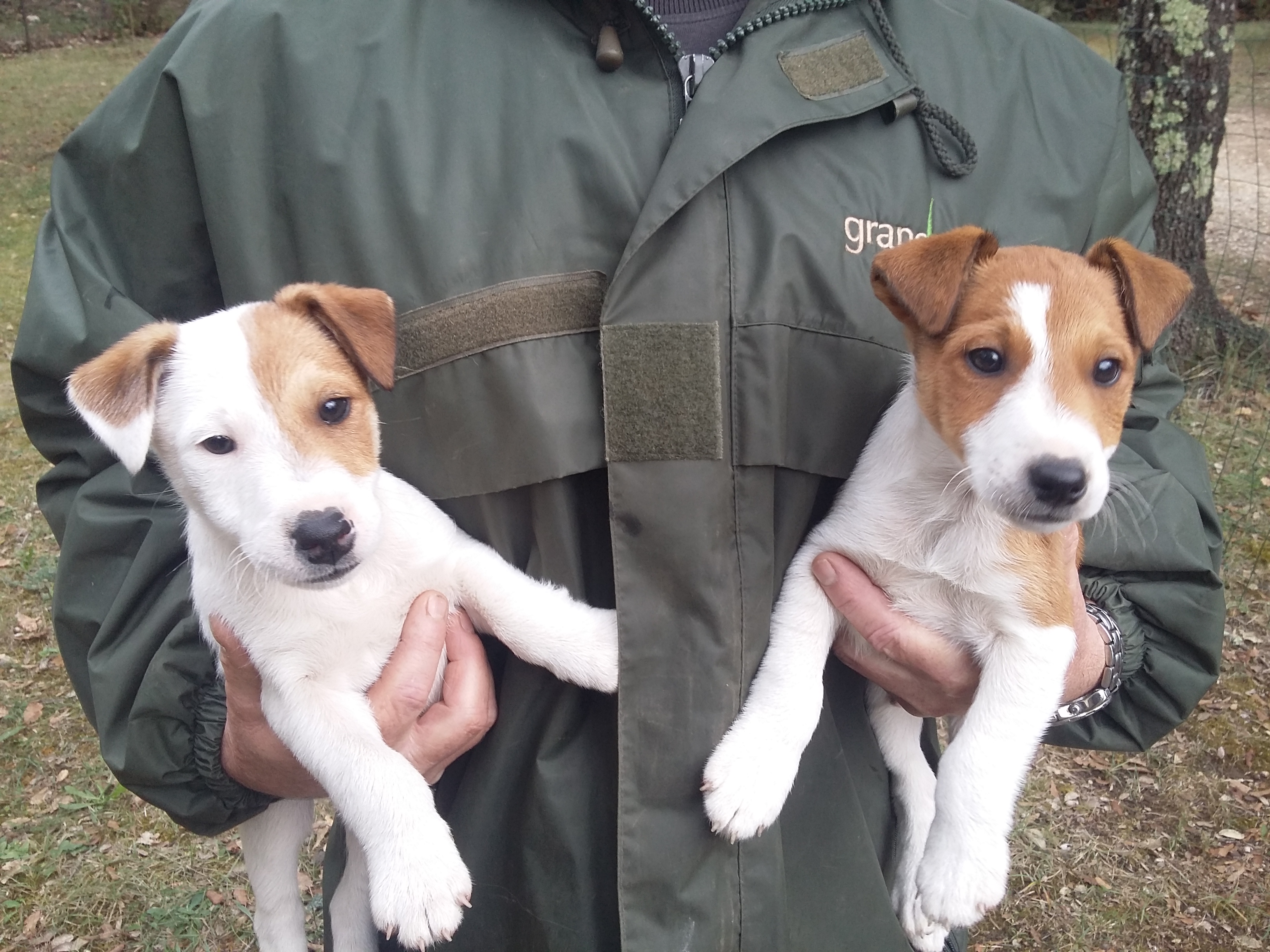 Chiot Fox Terrier Poil Lisse à Donner