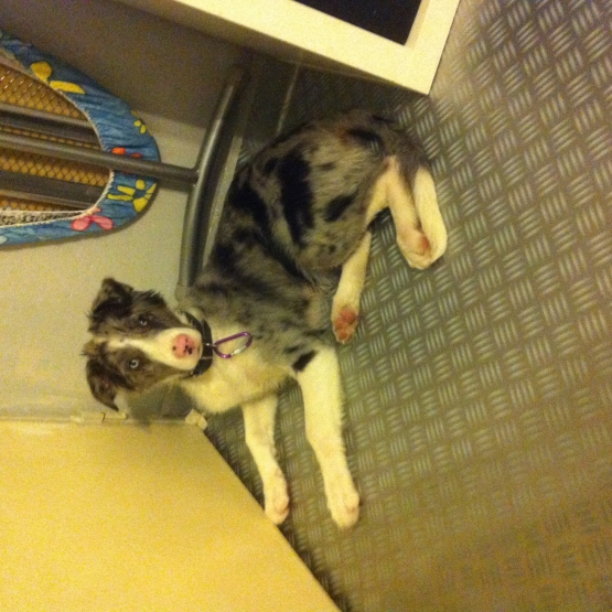 Image pour l'annonce MAGNIFIQUE BORDER COLLIE BLEU MERLE PINK NOSE