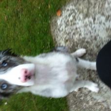 Image pour l'annonce MAGNIFIQUE BORDER COLLIE BLEU MERLE PINK NOSE