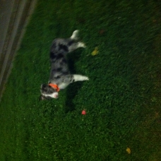 Image pour l'annonce MAGNIFIQUE BORDER COLLIE BLEU MERLE PINK NOSE
