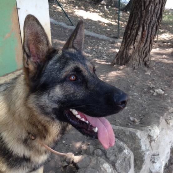 Chien Berger Allemand à vendre AlpesMaritimes (06) sur