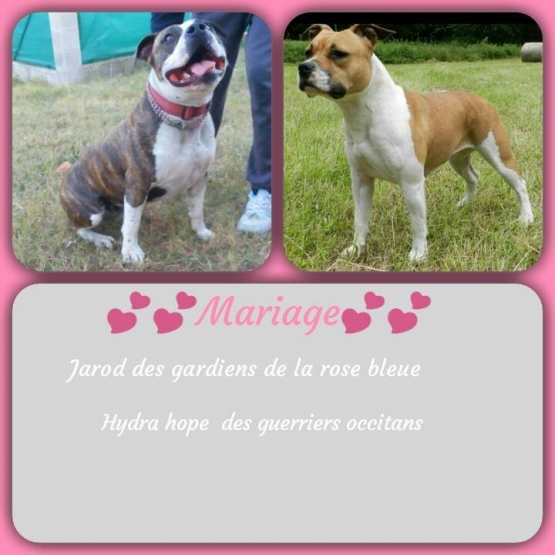 Image pour l'annonce chiots staffordshire terrier americain,amstaff