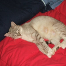 Image pour l'annonce adoptez Maye chatte siamoise de 2 ans