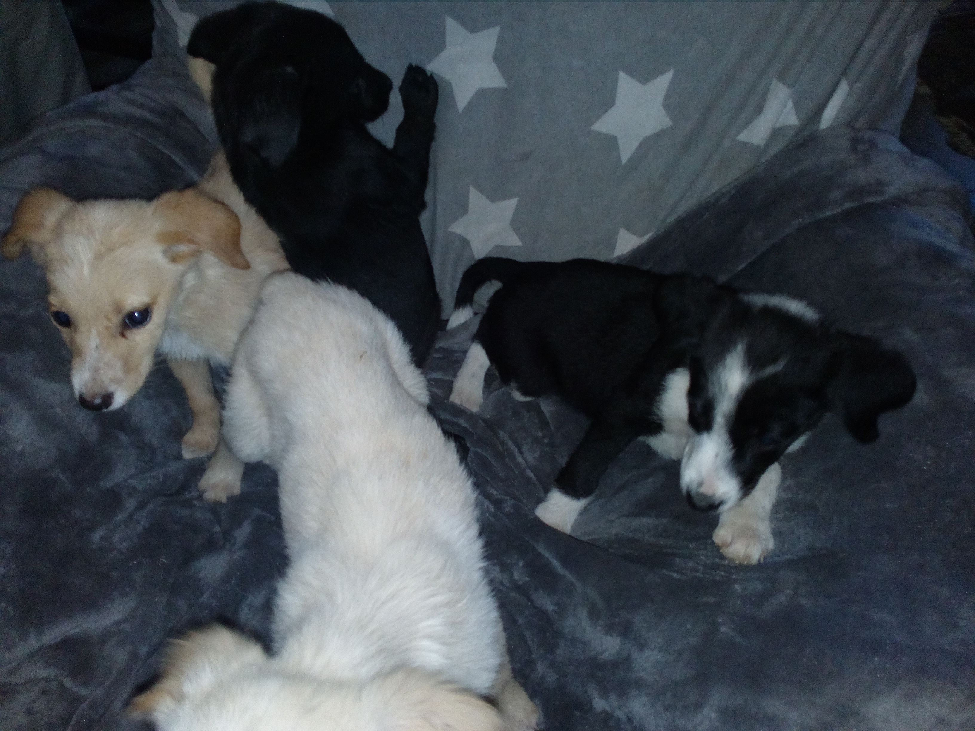 chiots labradors à donner contre bon soin Hautes-Pyrénées (65