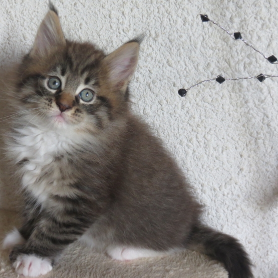 Image pour l'annonce Chatons Maine coon loof
