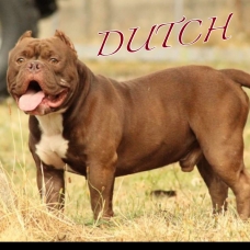 Image pour l'annonce Vends chiots american bully pocket