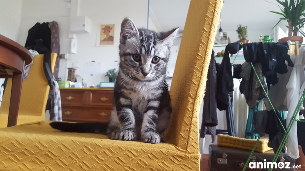 Chat gratuit 34