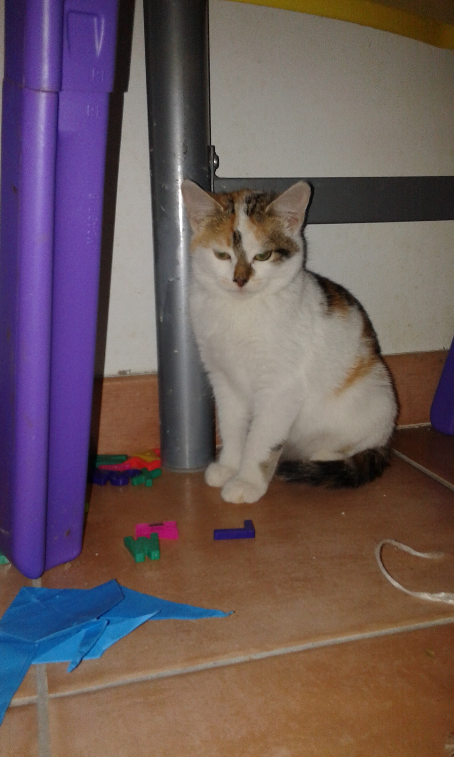 chaton a donner herault 34 gratuit sur animoz net