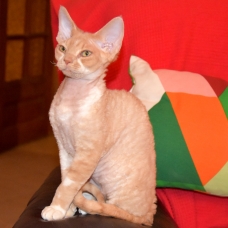 Image pour l'annonce Vends chatons Devon Rex