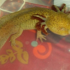 Image pour l'annonce les dragons d'avalon axolotls 74