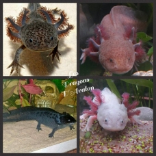 Image pour l'annonce les dragons d'avalon axolotls 74