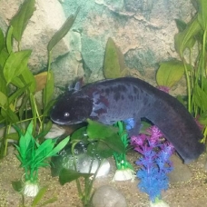 Image pour l'annonce les dragons d'avalon axolotls 74