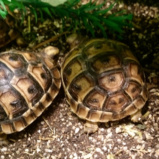 Image pour l'annonce Bébés tortues de terre nées en juillet 2016