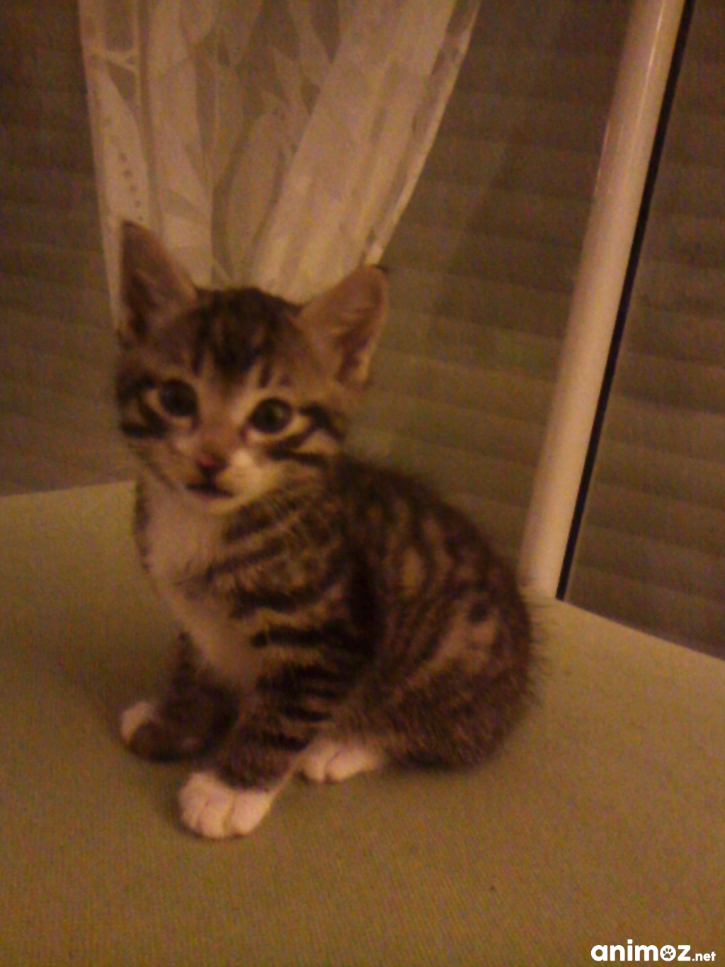Chat sexe vernon