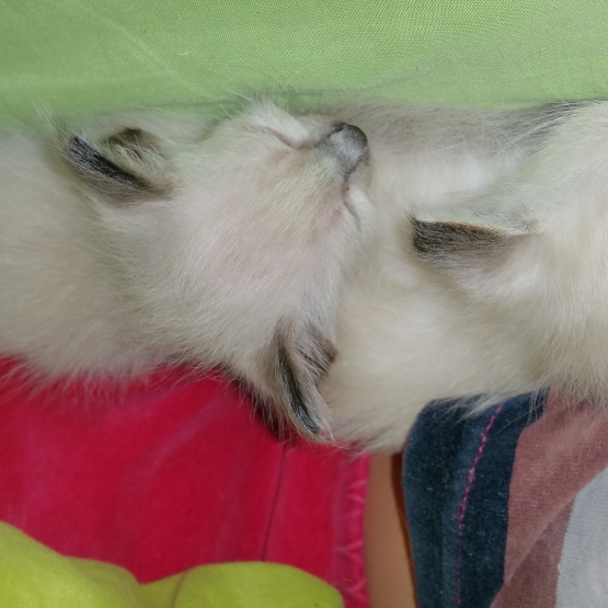 Image pour l'annonce Vends chatons siamois balinais et oriental