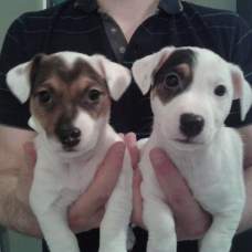 Image pour l'annonce a reserver jack russell