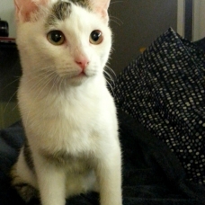 Image pour l'annonce Donne chaton femelle de 3 mois !