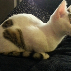 Image pour l'annonce Donne chaton femelle de 3 mois !