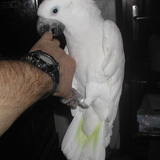 Image pour l'annonce Magnifique perroquet cacatoes alba