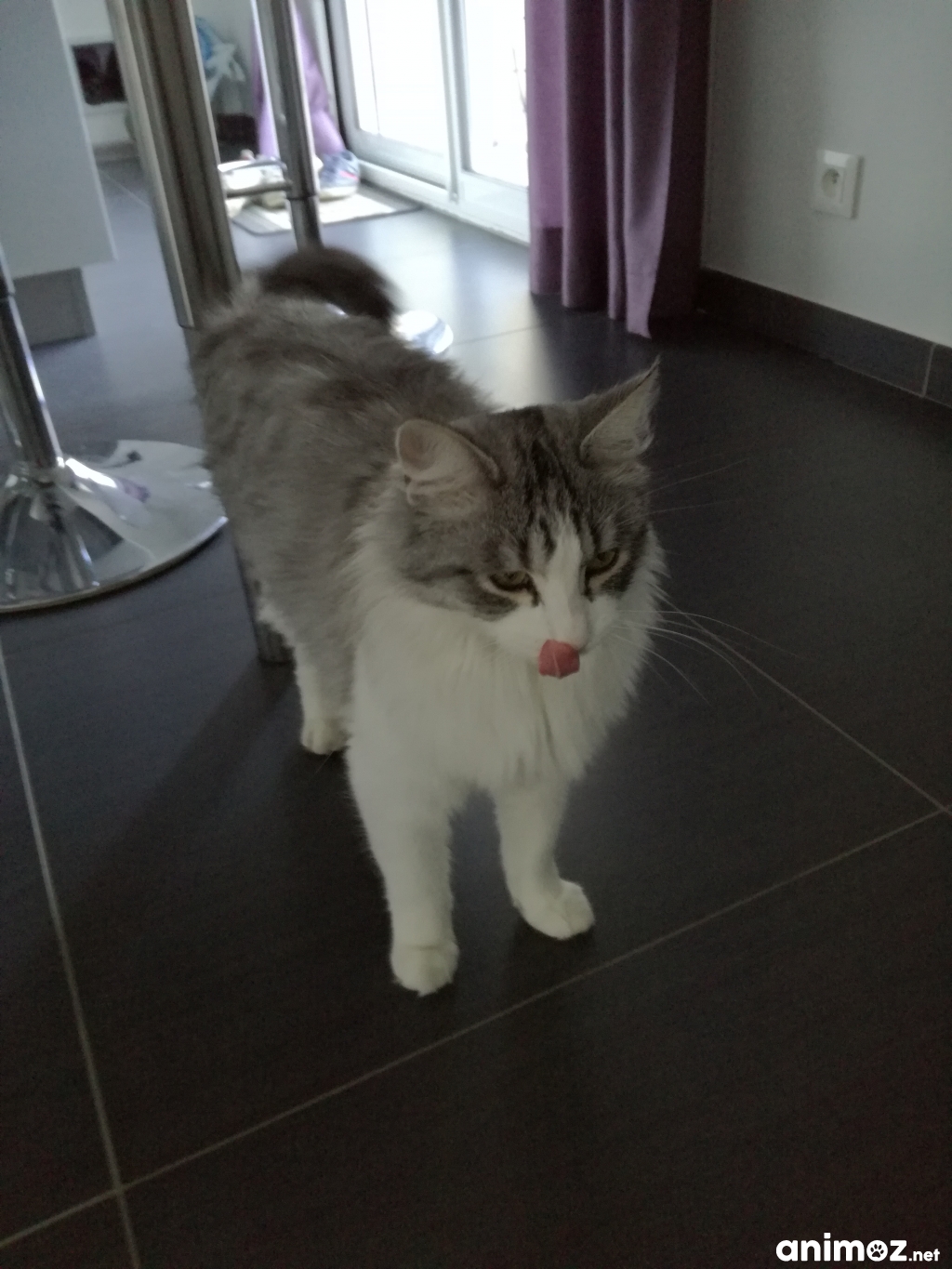 Chat zawaj france