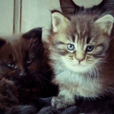 Image pour l'annonce 2 chatons main coon