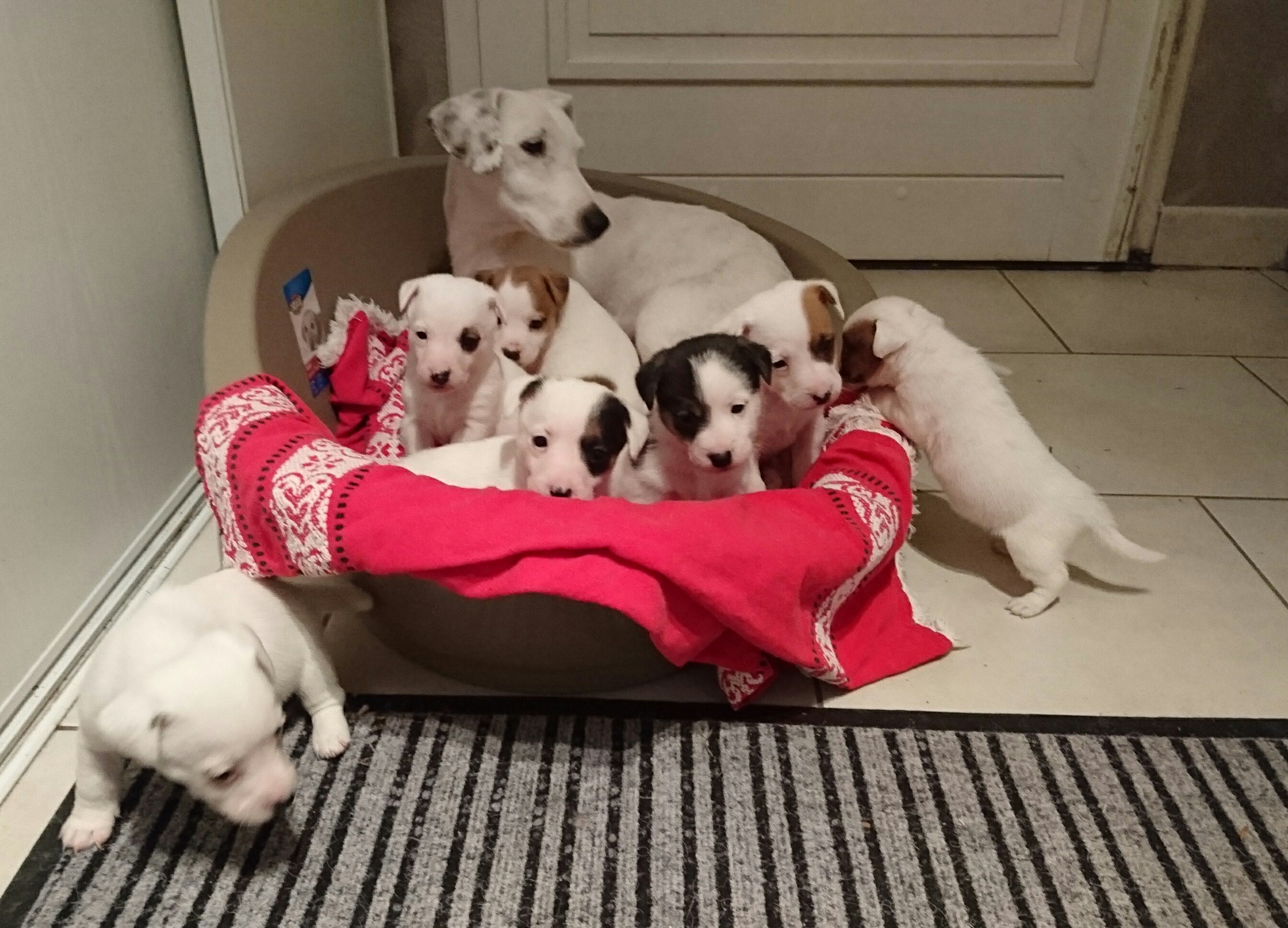 Chiots Jack Russell Jack Russel Aube 10 Sur Animoz Net