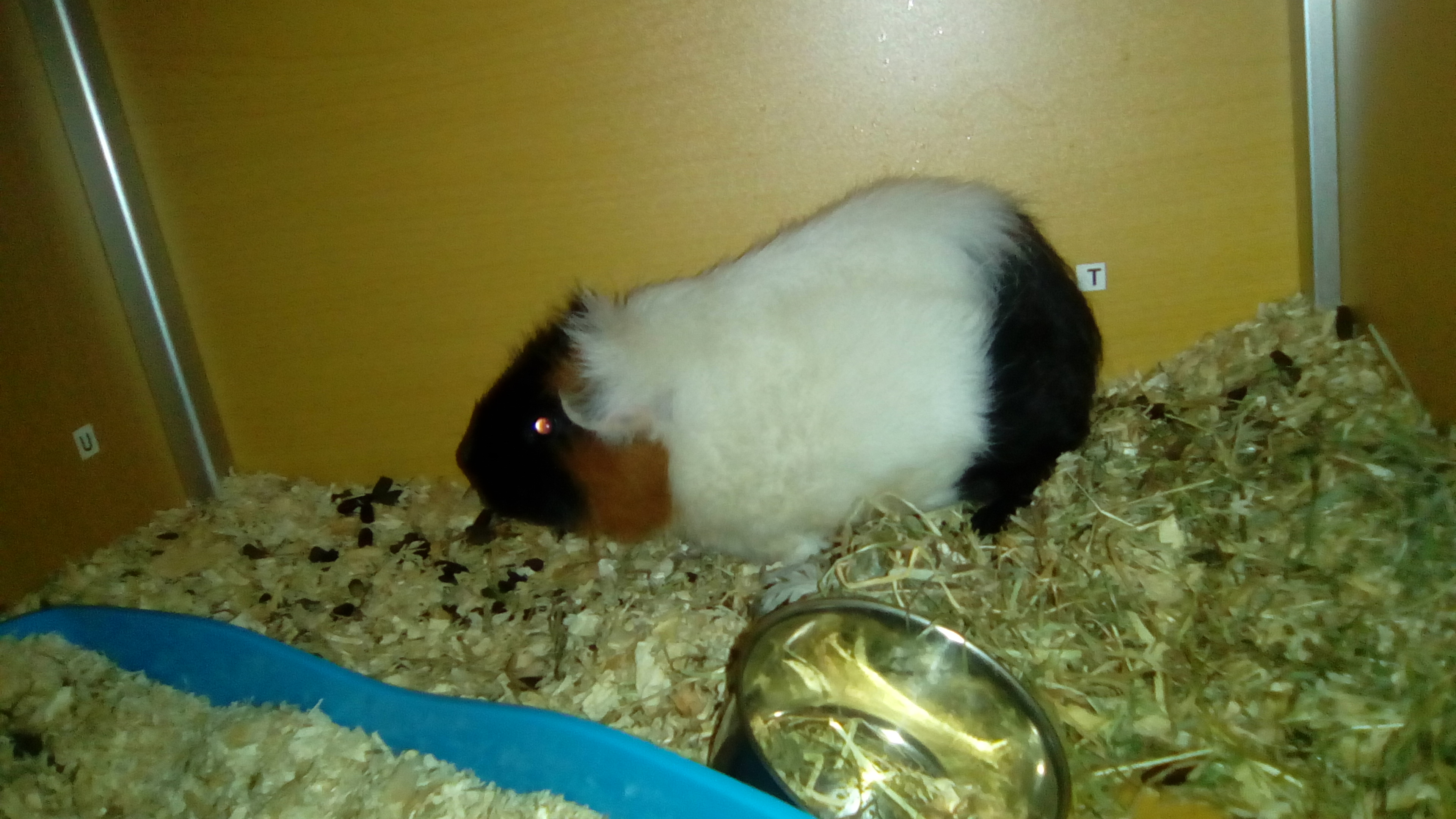 Cochon d
