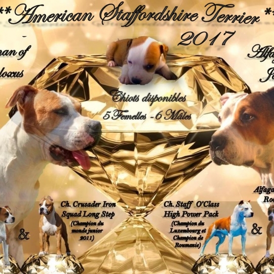 Image pour l'annonce Magnifique Chiots American Staffordshire Terrier LOF