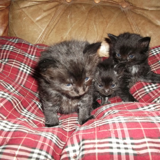 Image pour l'annonce Donne trois chatons noirs à poils demi-longs