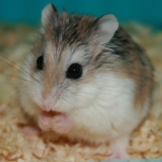 Image pour l'annonce 2 petits hamsters Roborowski