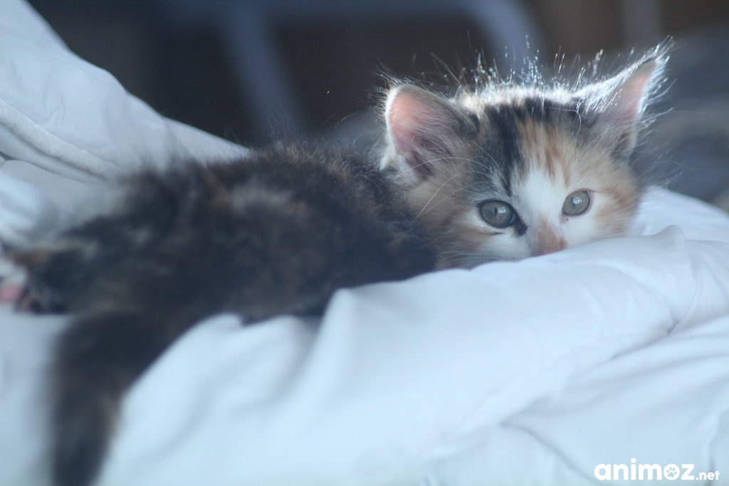 Donne chaton de 4 mois IleetVilaine (35) GRATUIT sur