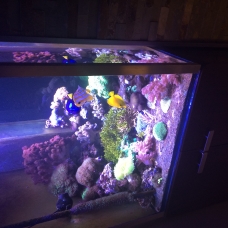 Image pour l'annonce vends aquarium marin récifal de 550l complet