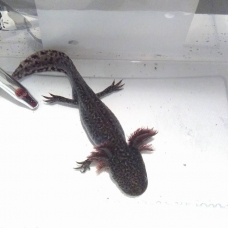 Image pour l'annonce bébés axolotls (amphibiens)