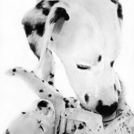 Image pour l'annonce recherche dalmatien pour comblé mon coeur