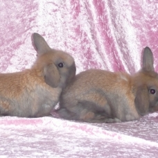Image pour l'annonce Vds bébés lapins nains mini lop