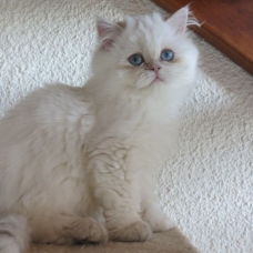 Image pour l'annonce Superbes chatons persans blue golden Loof
