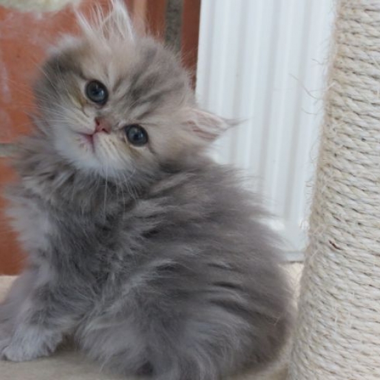 Image pour l'annonce Superbes chatons persans Loof