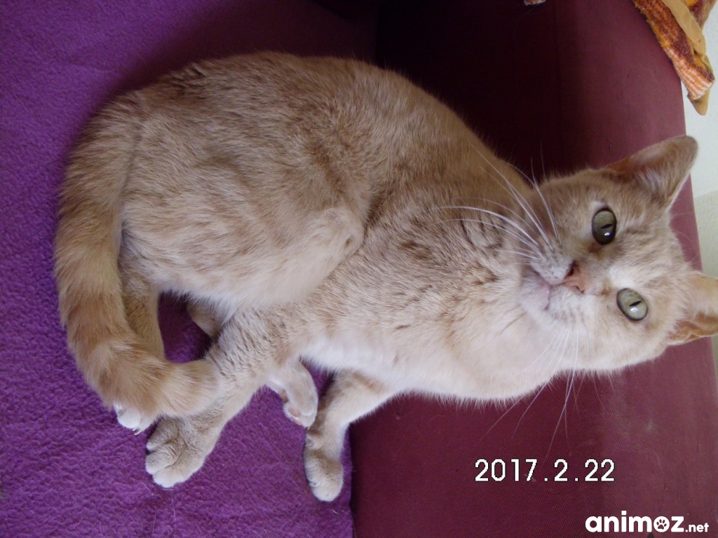 Chat gratuit 92