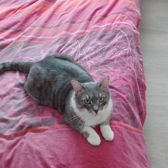 Image pour l'annonce A adopter via association Jazzy jolie petite chatte tigrée grise d'un an et demi