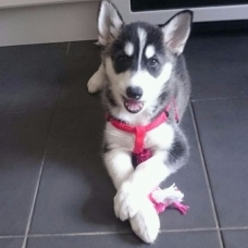 Image pour l'annonce chiots Husky sibérien LOF