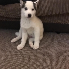 Image pour l'annonce chiots Husky sibérien LOF