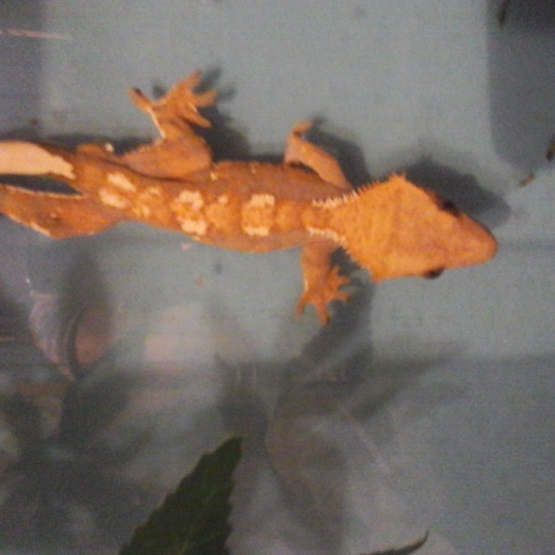 Image pour l'annonce vend gecko a crete