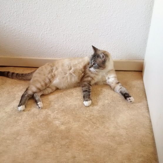 Image pour l'annonce A adopter chat européen mal 5 ans 5,5kgs castré